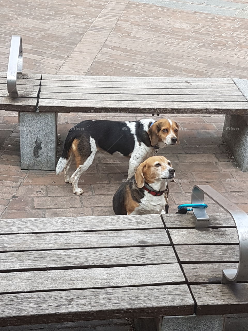 Two beagle dogs waiting for their master near wood benches