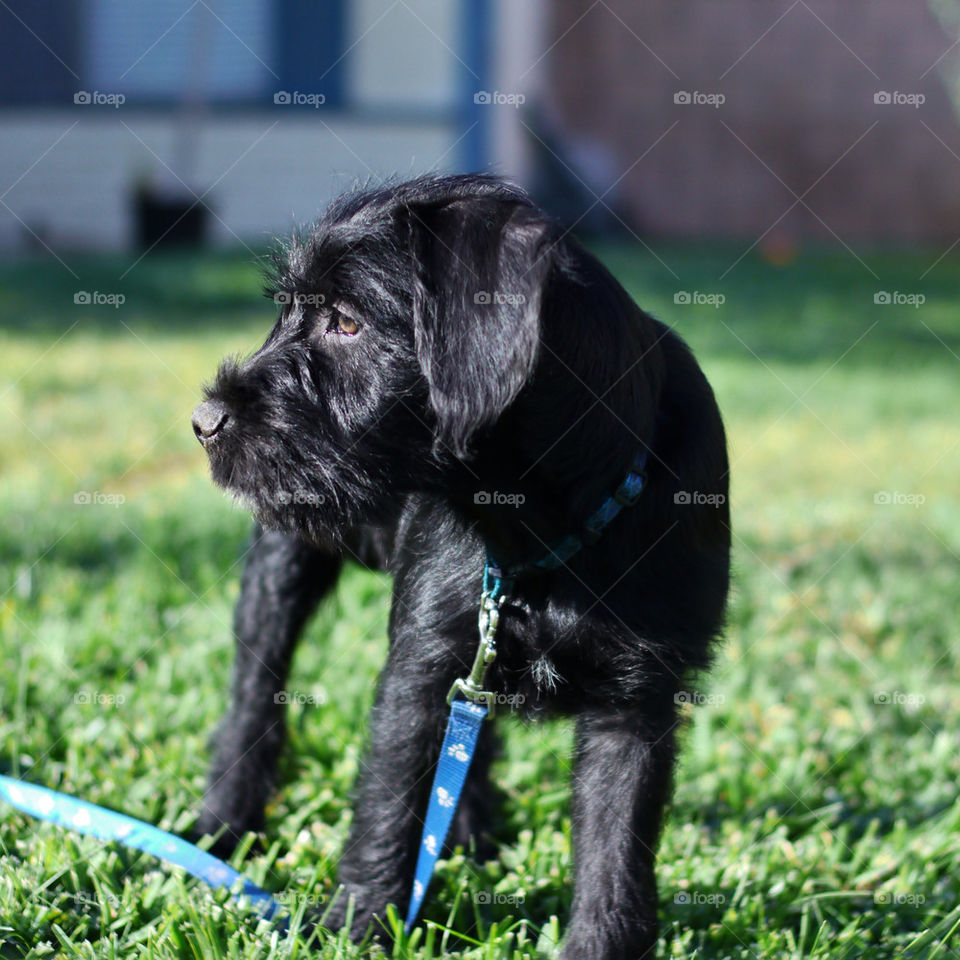 face black grass dog by jehugarcia