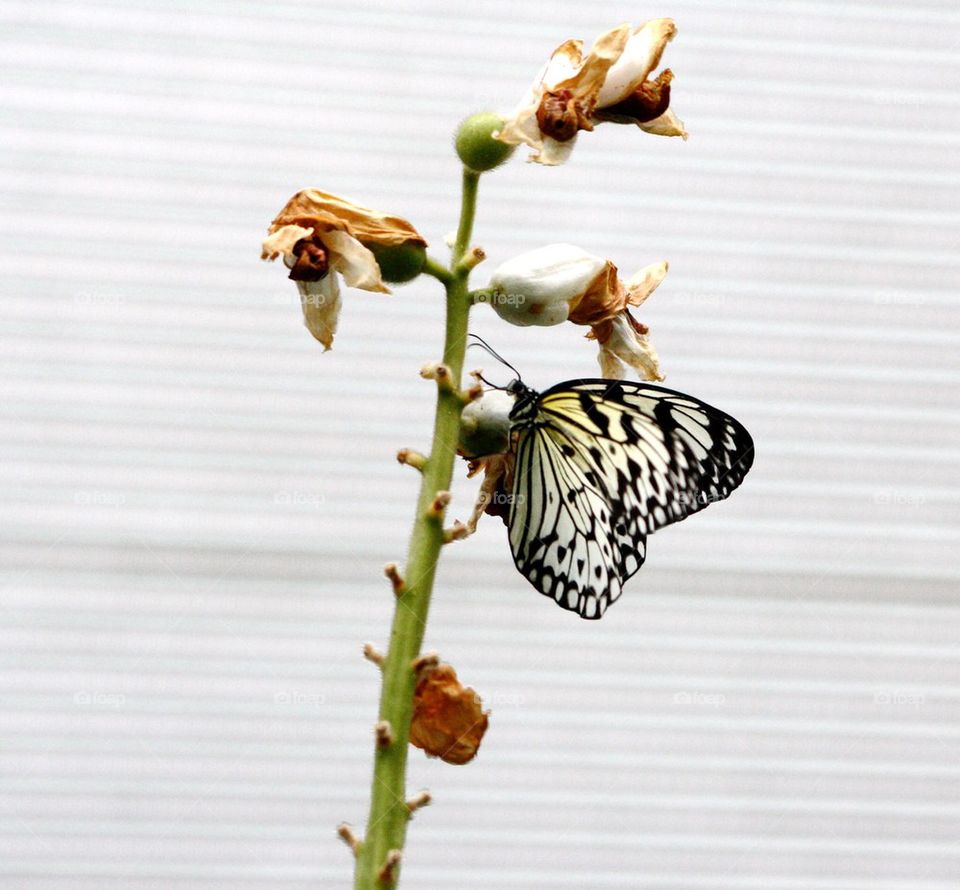 Butterfly on a dying plant
