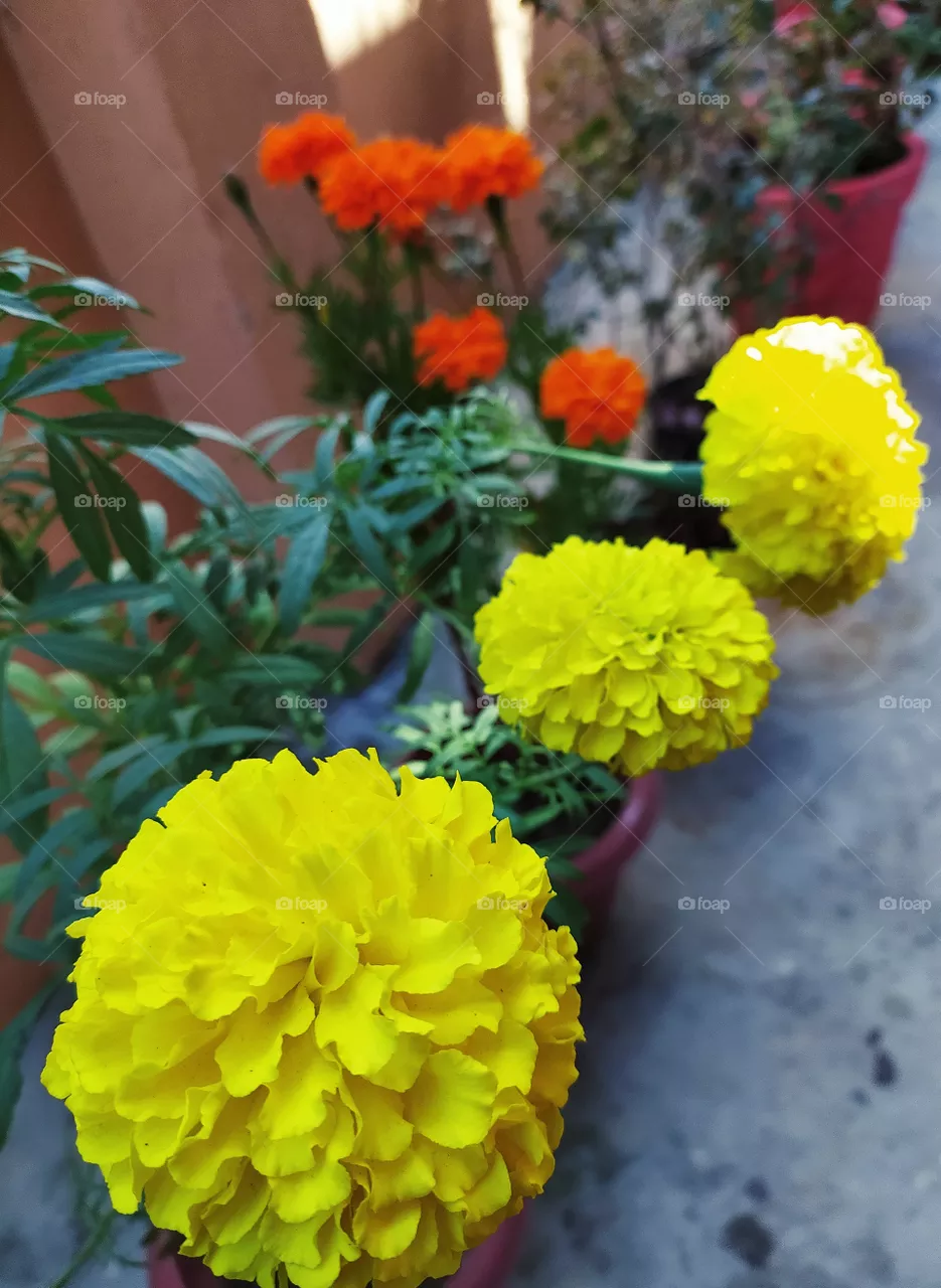 Yellow beauty in the vase