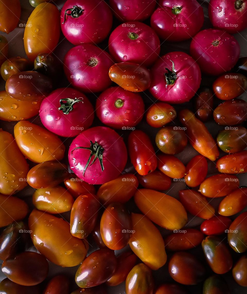 fresh colorful tomatoes. summer food