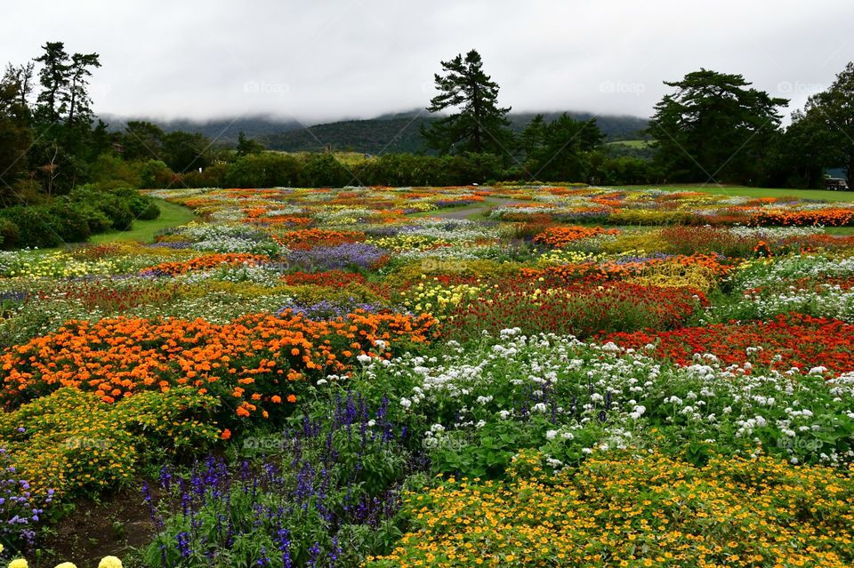 Flower beds fields