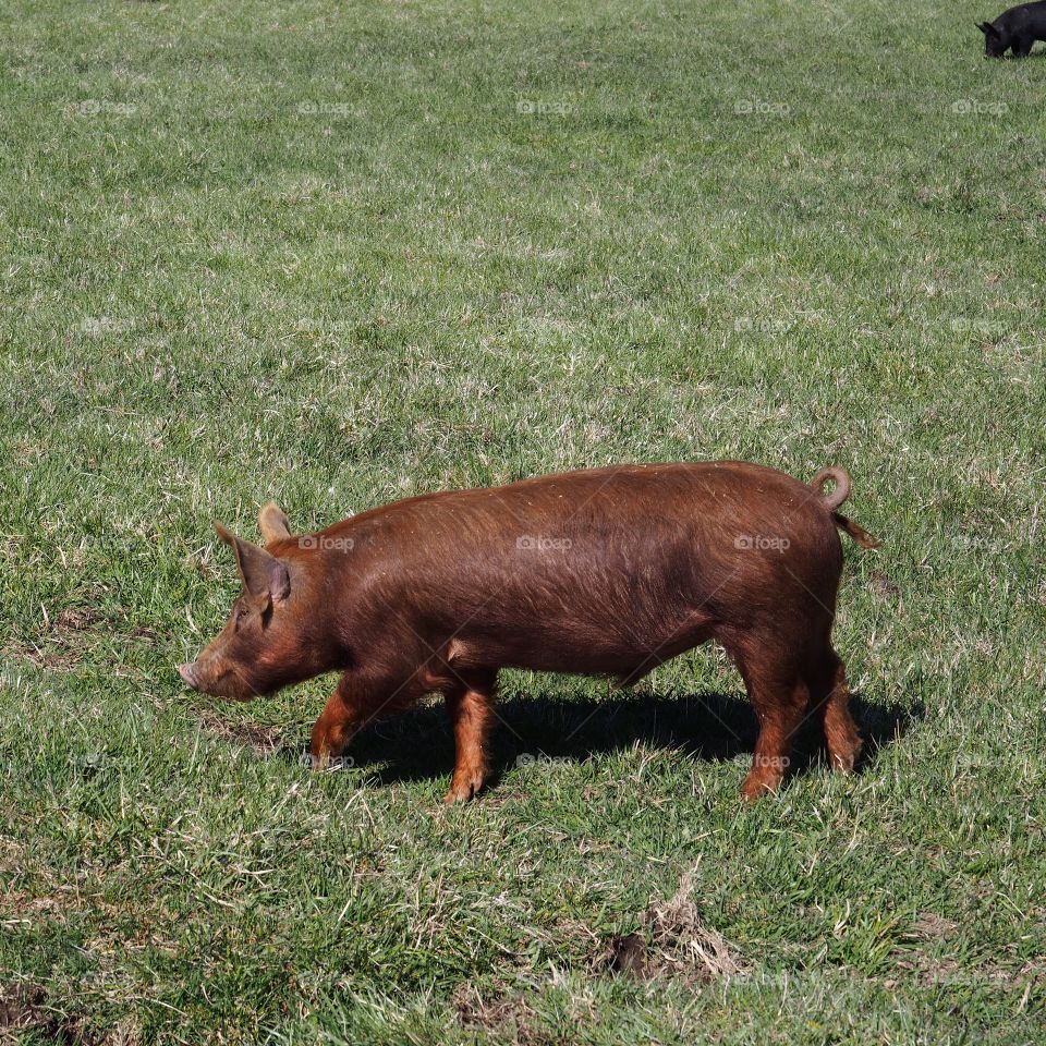 A large brown pig walking in the grass in rural Central Oregon on a sunny spring day. 