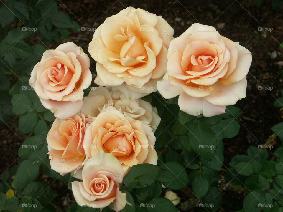 Peach roses