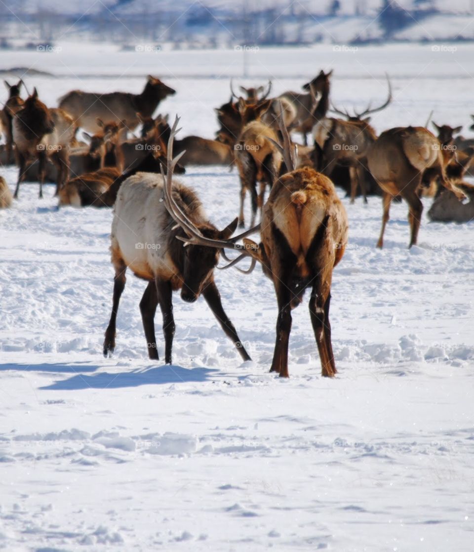 Rattling Antlers on the Elk Refuge