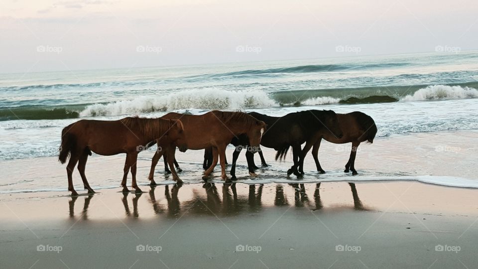Mare, Horse, Water, Cavalry, Beach