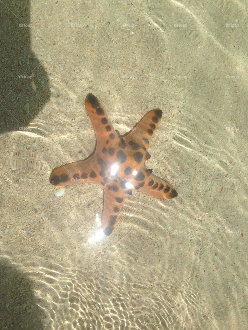Starfish 😃