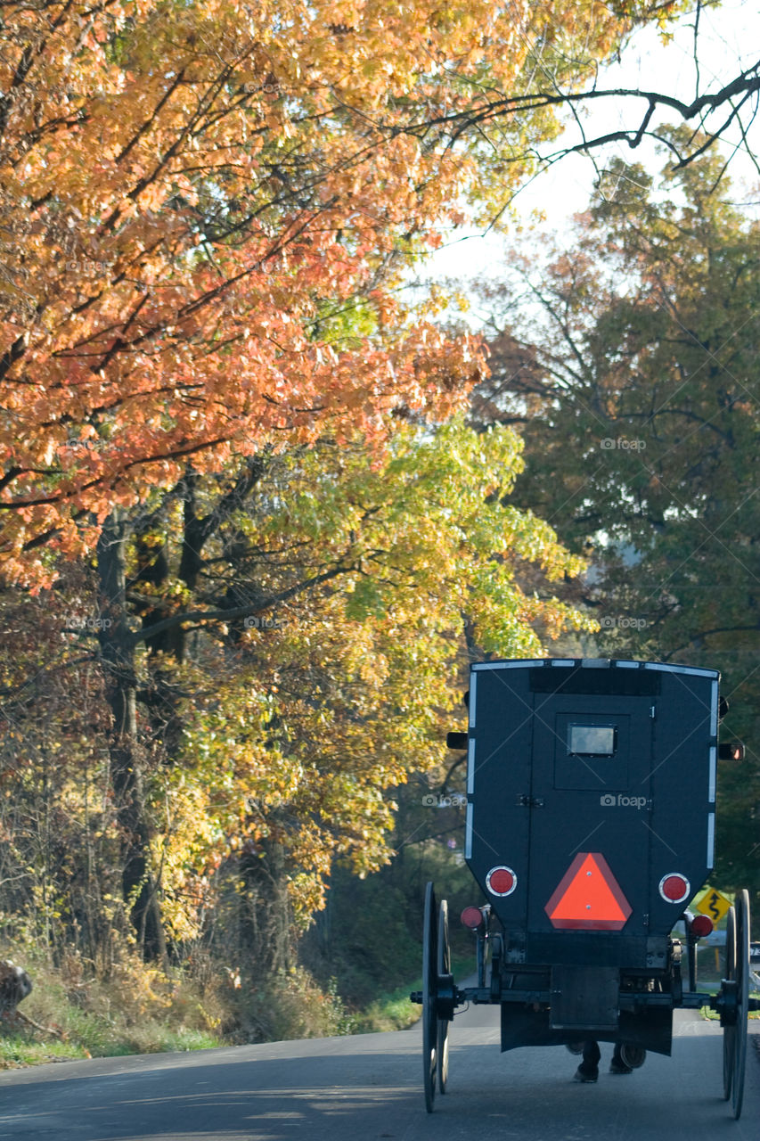 Fall foliage and Amish buggy in Amish Country