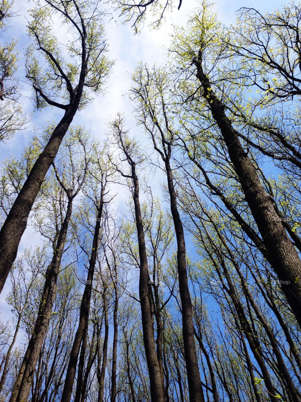 Looking Up