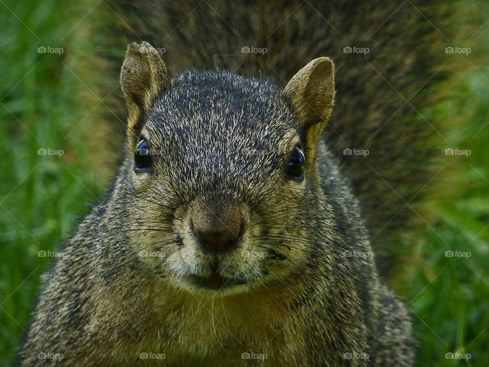 Squirrel looking at you