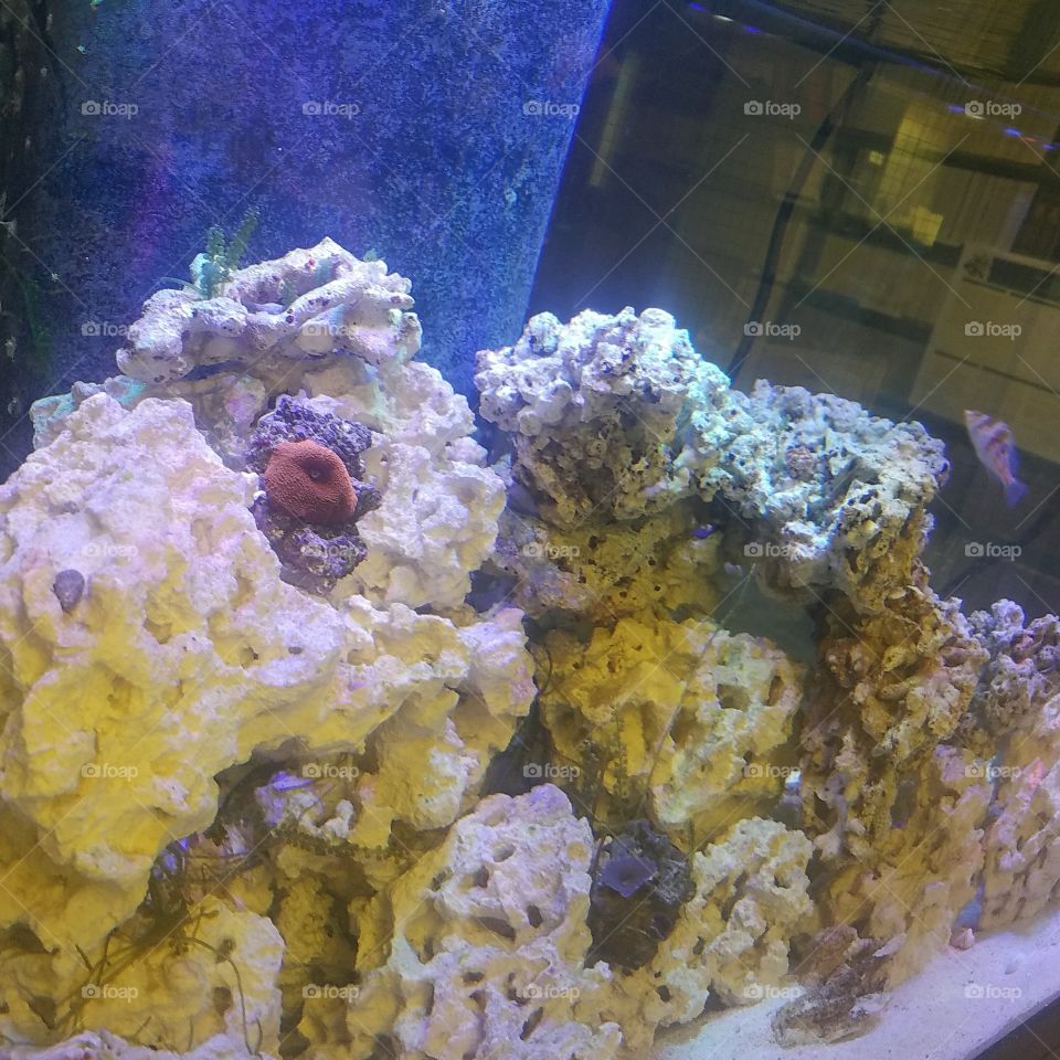 Aquarium for Fish