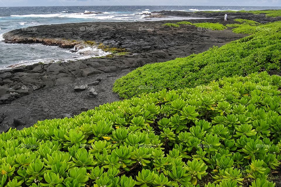 Pacific Ocean seashore- green succulents 