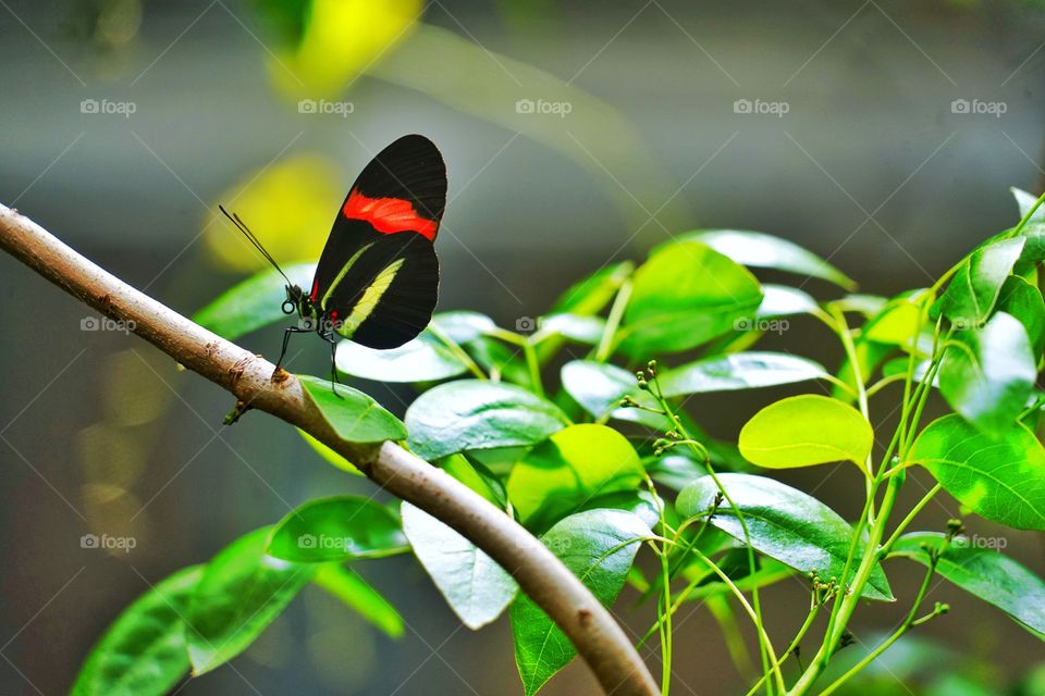 Butterfly In The Garden