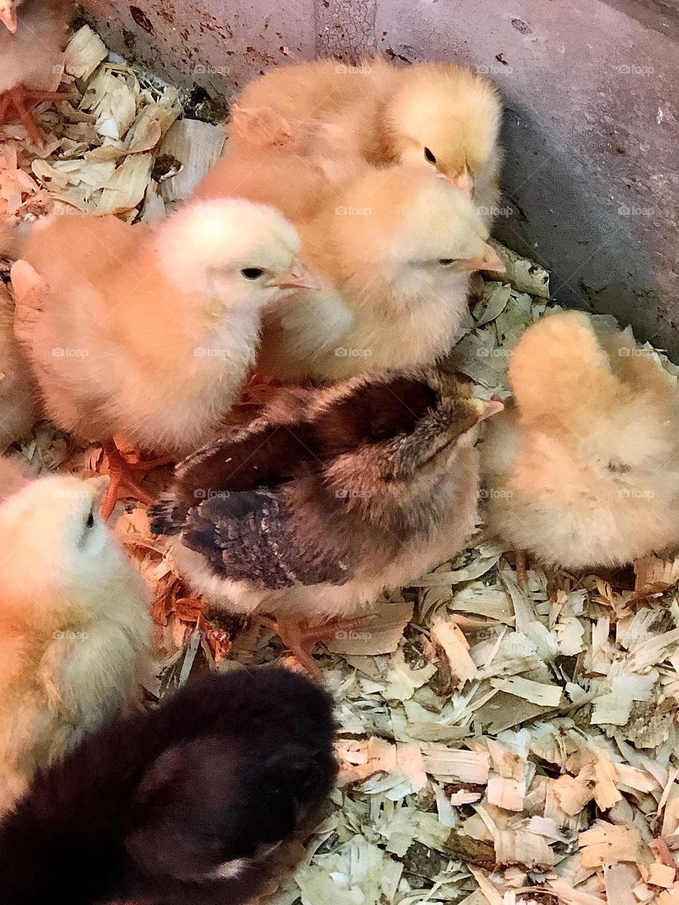Fluffy baby chicks and baby ducklings huddled together in an incubated tub on display in a farm and tractor supply store, available for purchase.