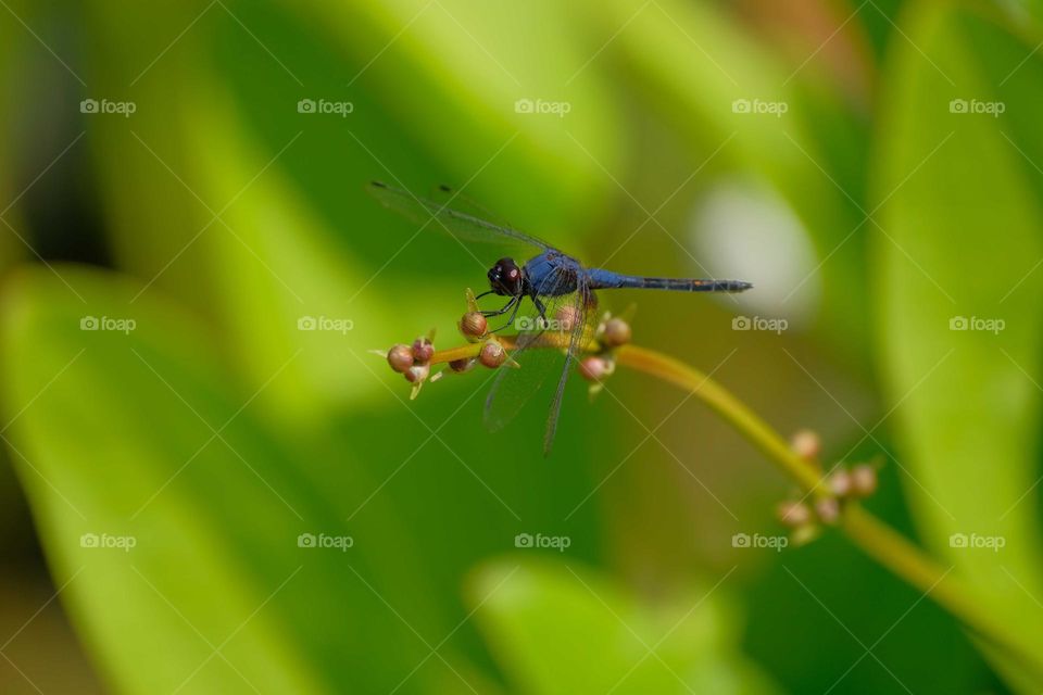 blue dragonfly
