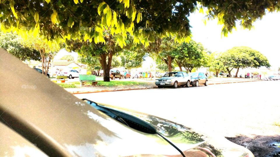 Rua, árvores, luz...