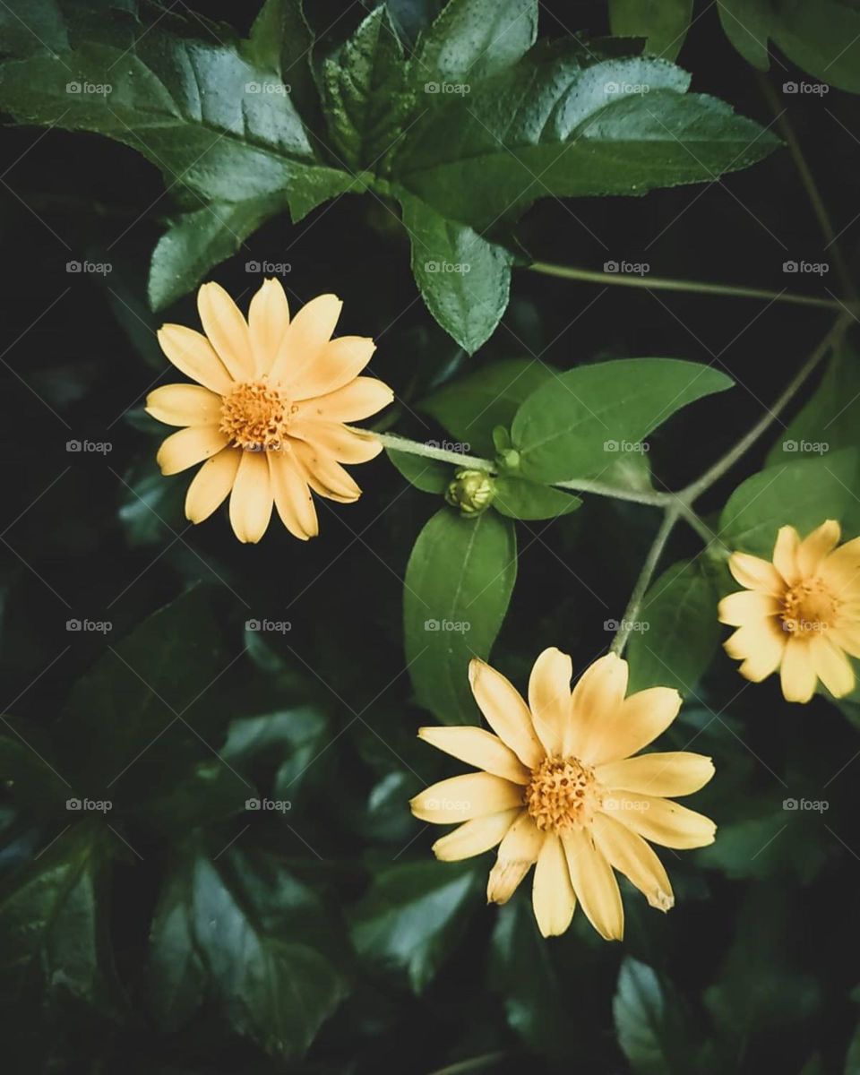 Yellow flowers in rainy season