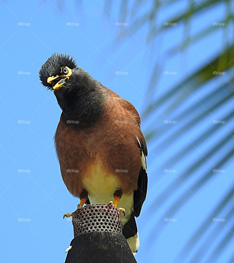 Myna Bird