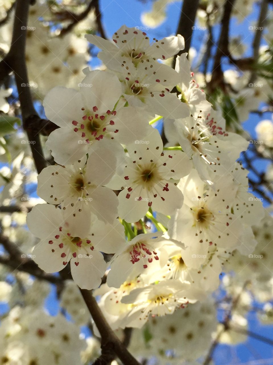 Spring blooming 