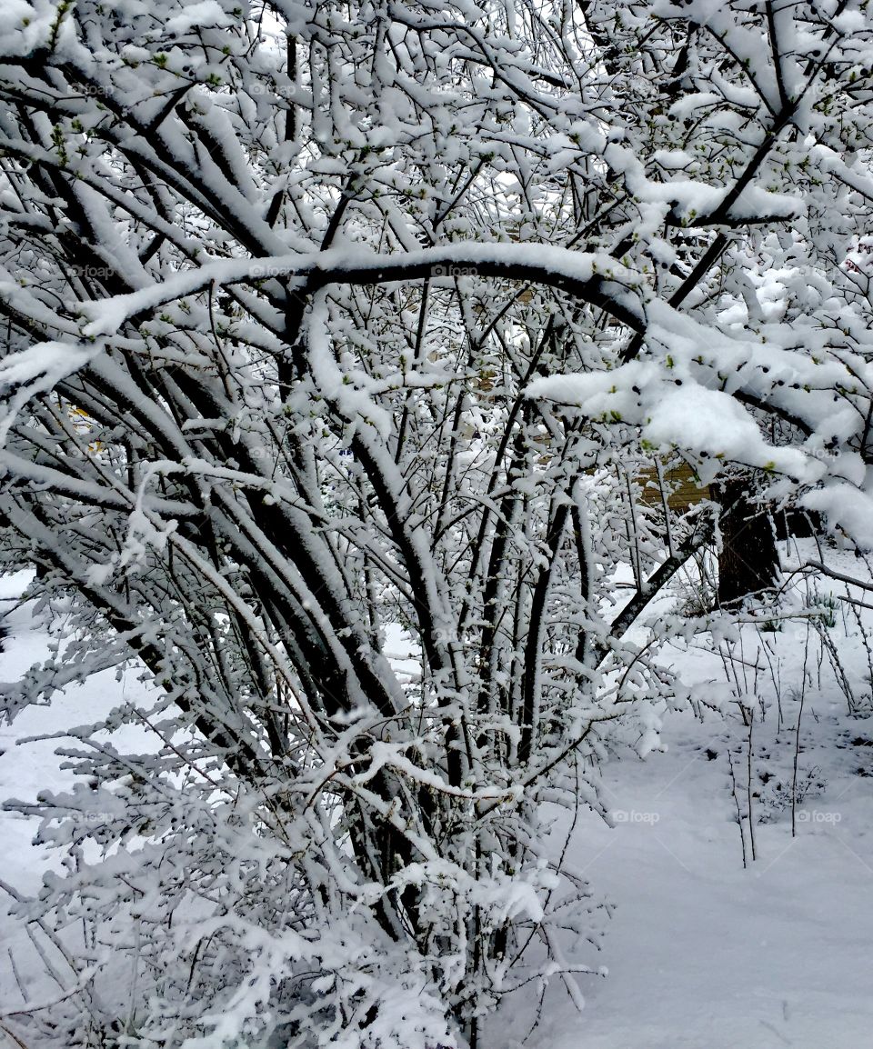 Snow covered branches