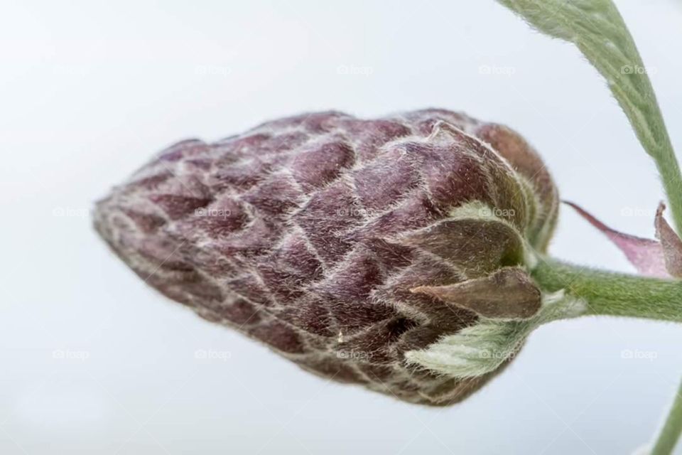 Wisteria Flower Bud