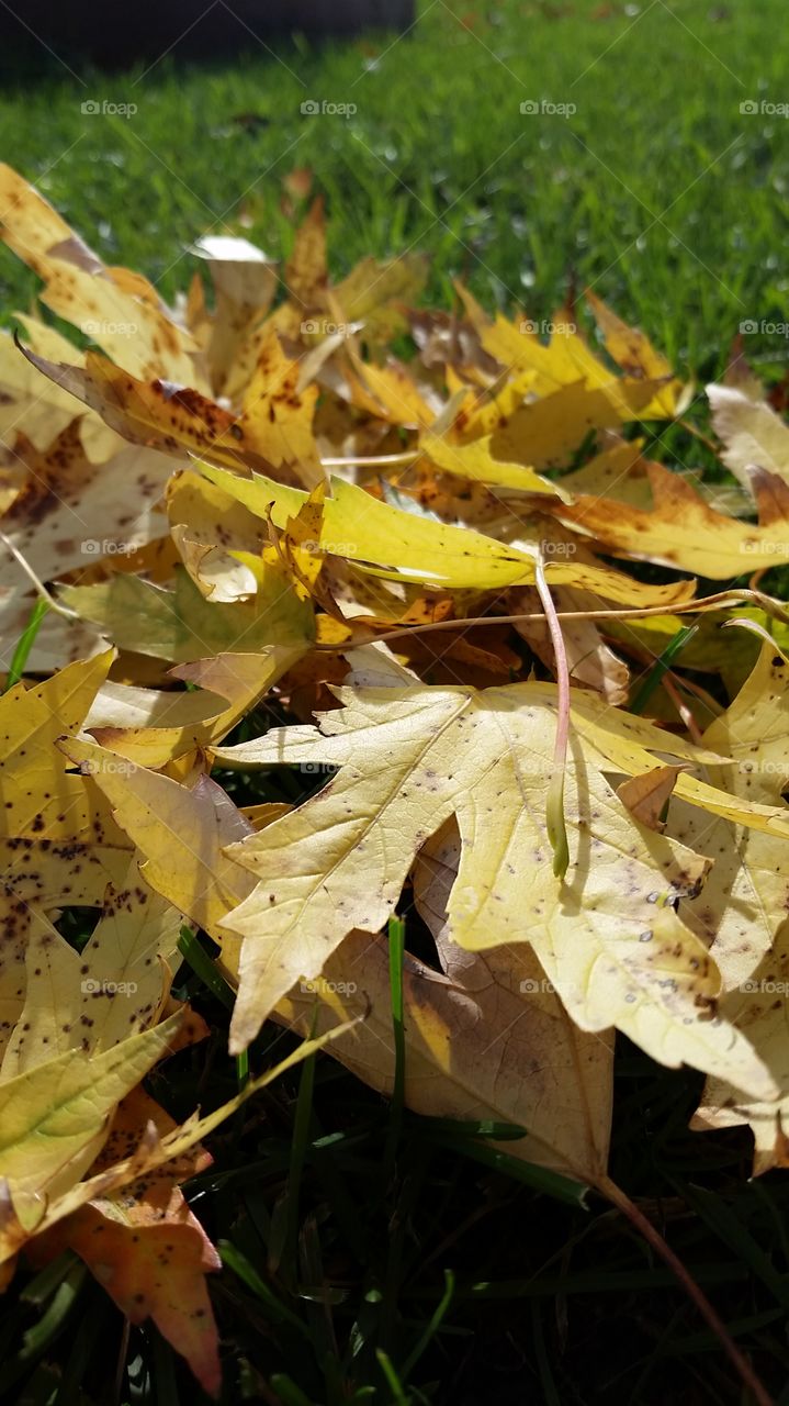 a close up view of a small pile of leaves