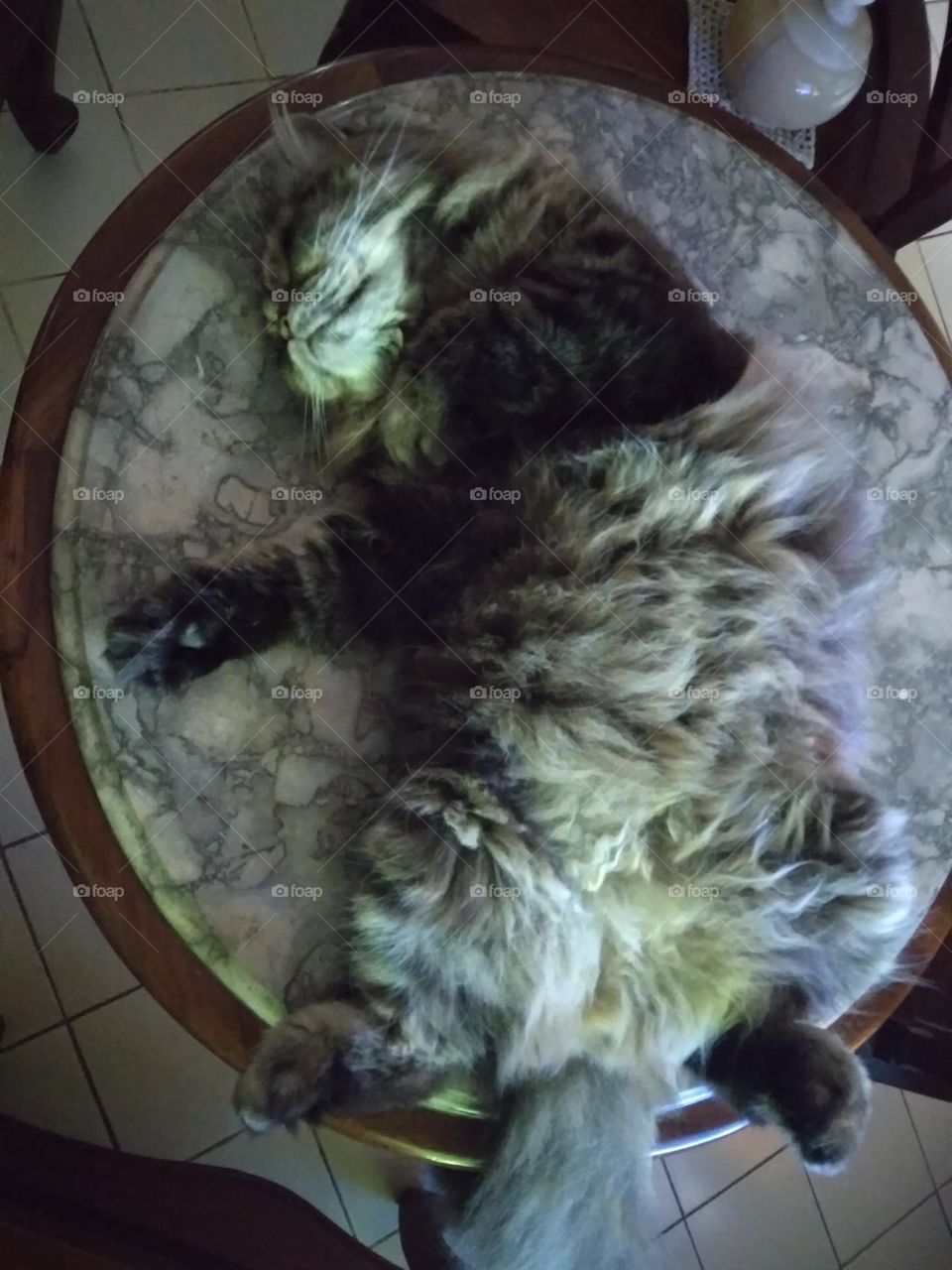 cat asleep on the table