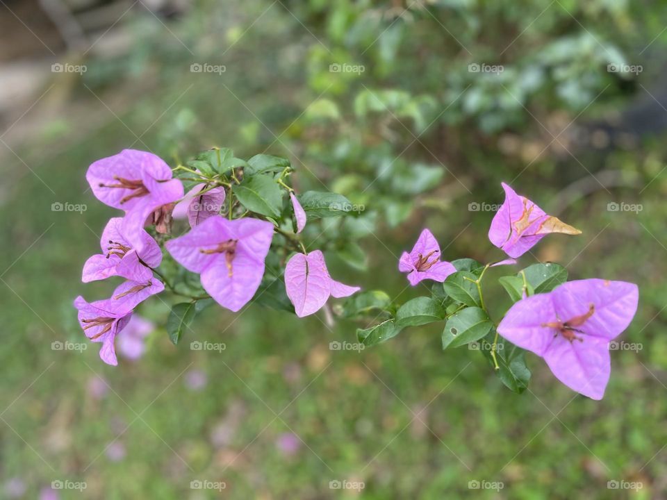 Magenta flowers in the yard
