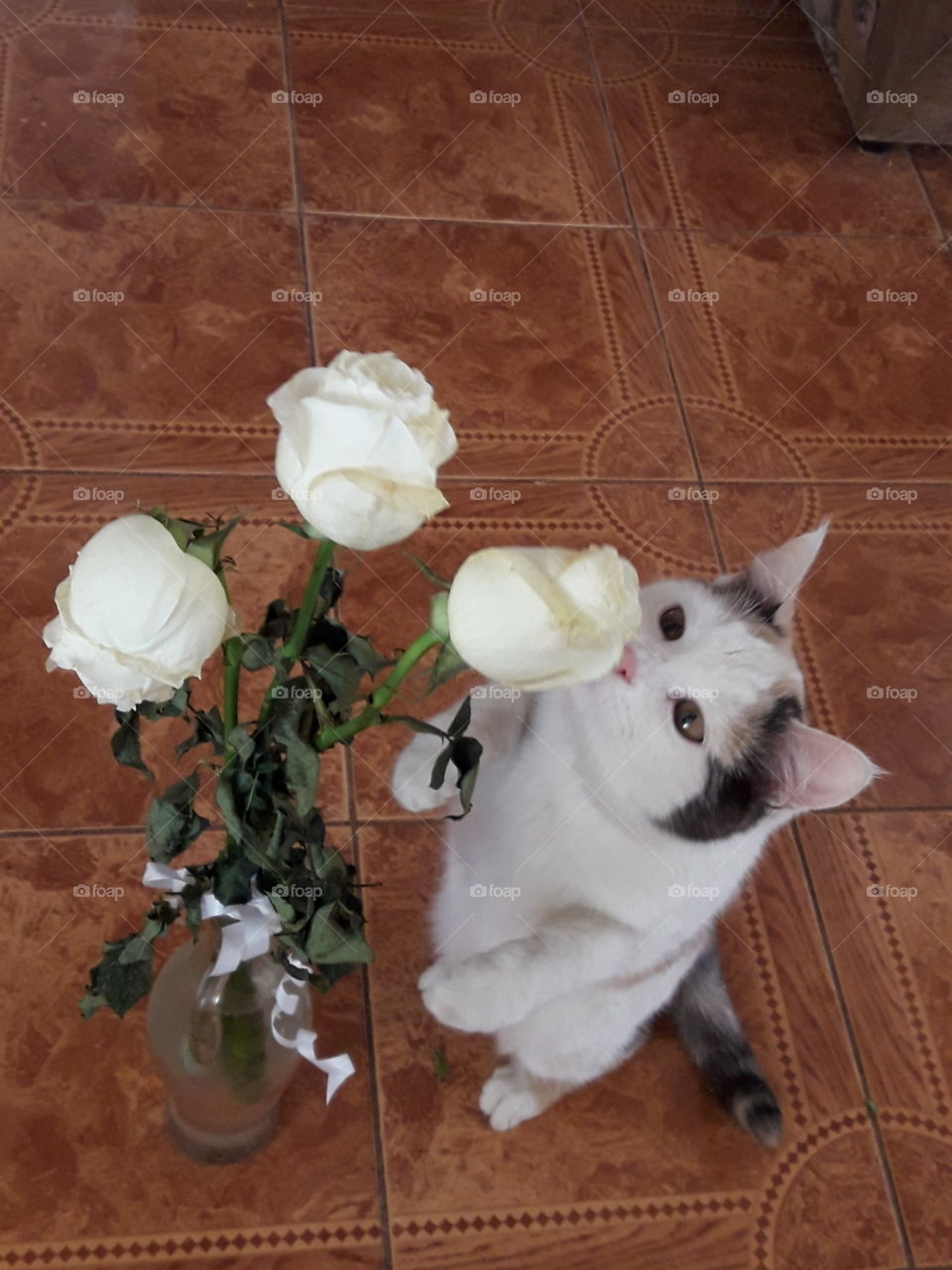 #кошка #Маша и #розы