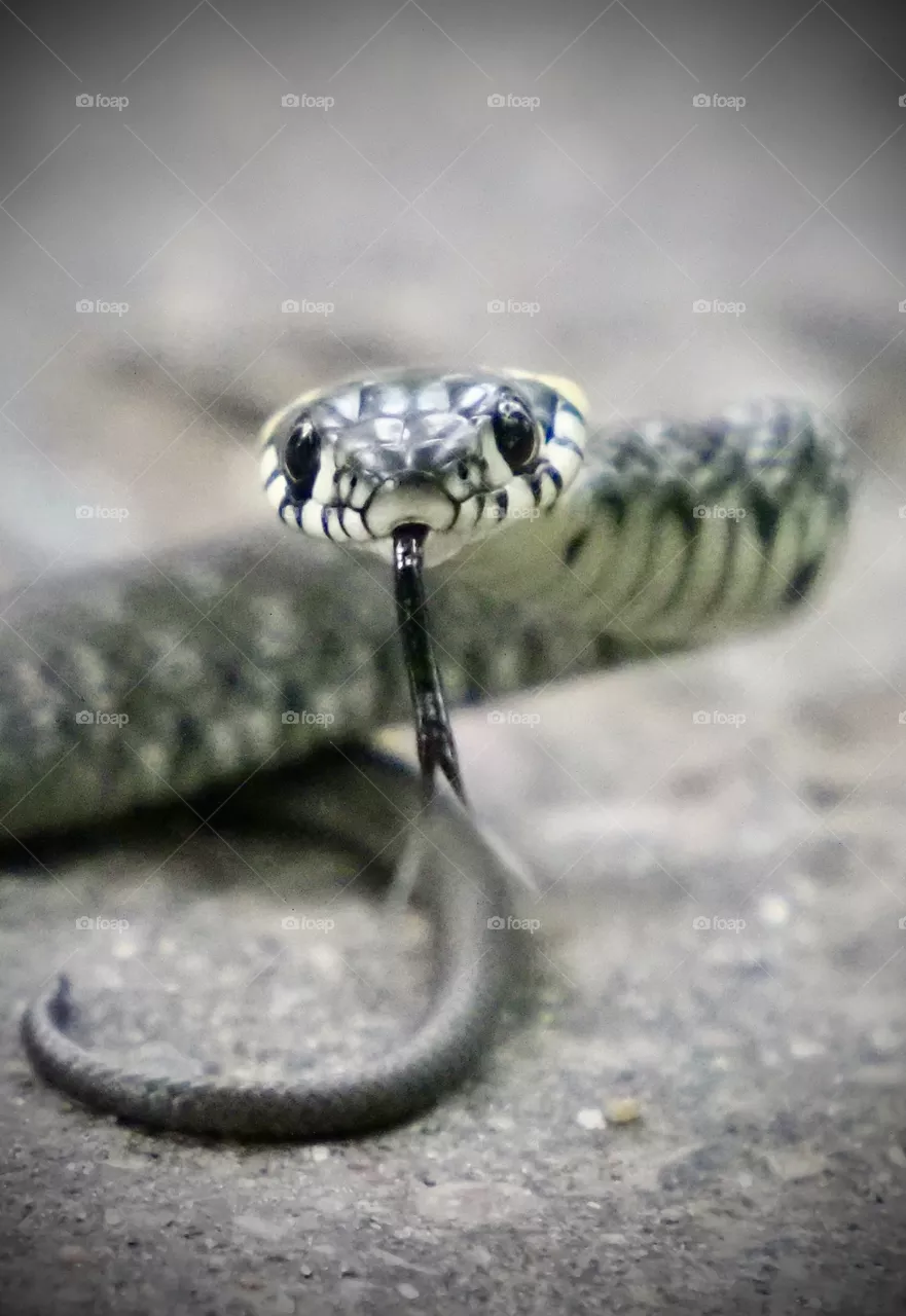 Grass snake