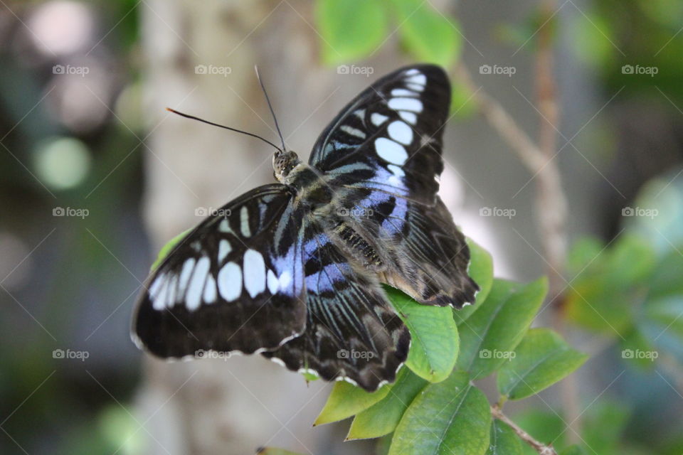black and blue butterfly
