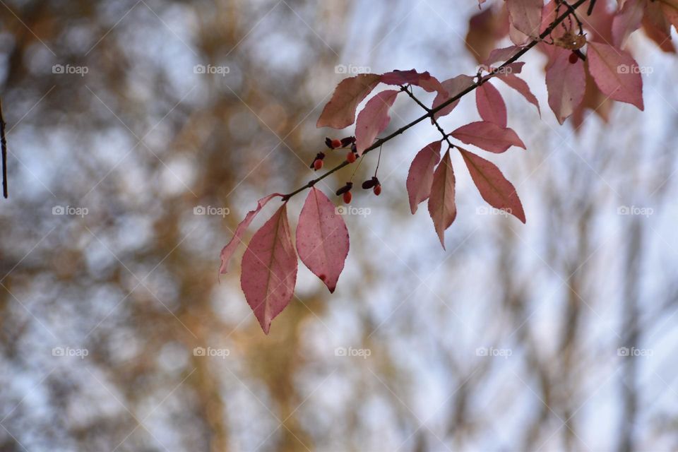 Pink leaves and tiny red berries poking out from the forest