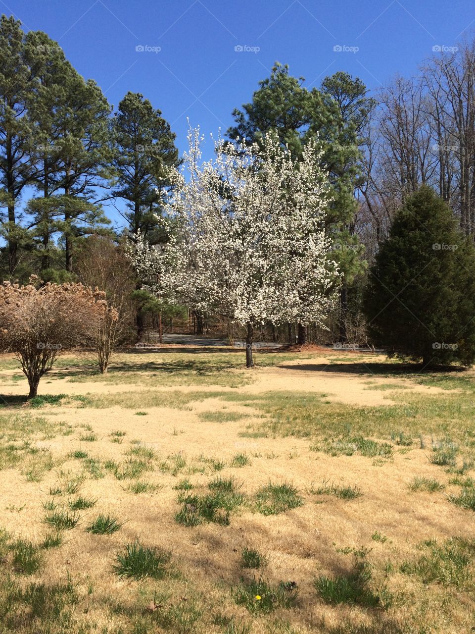 Tree, Landscape, Nature, No Person, Outdoors