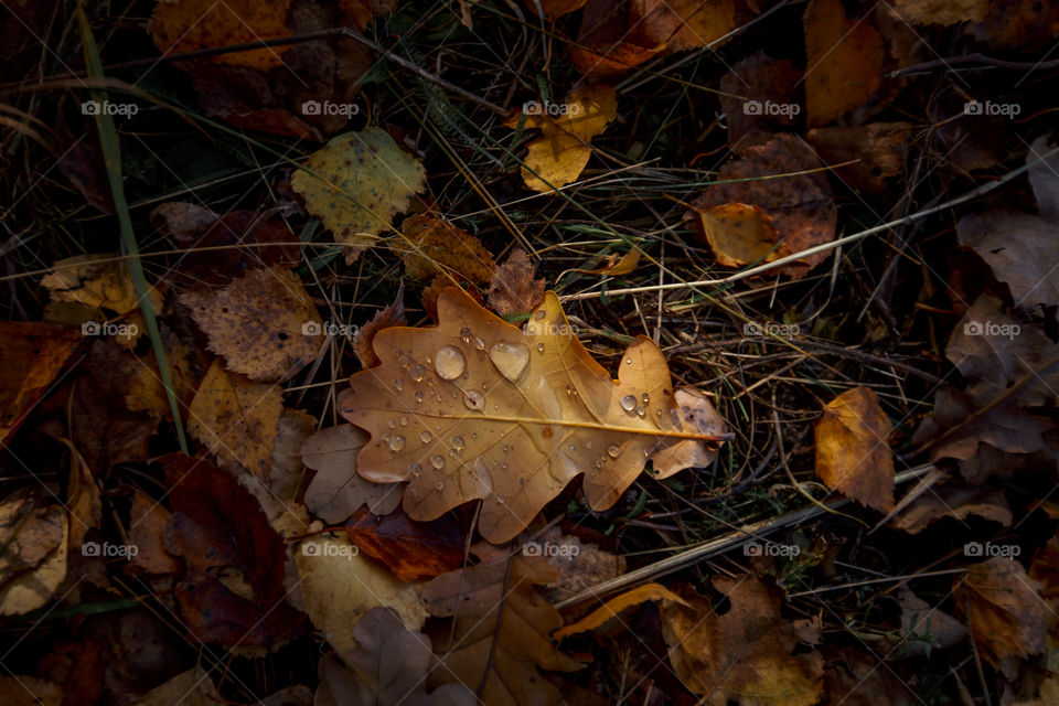 Autumn leaves cover background 