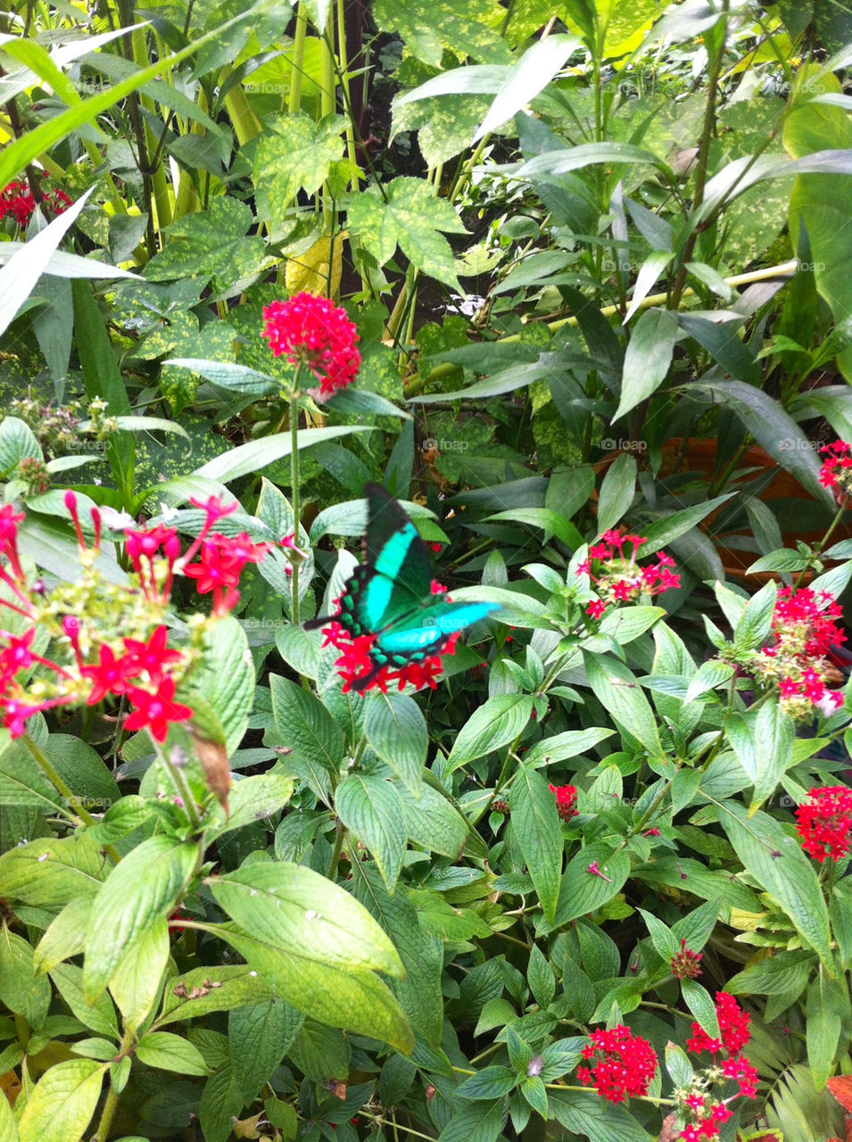 plants nature leaves butterfly by binkyboo
