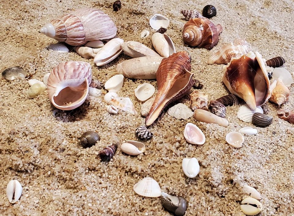 Seashells on the Sand