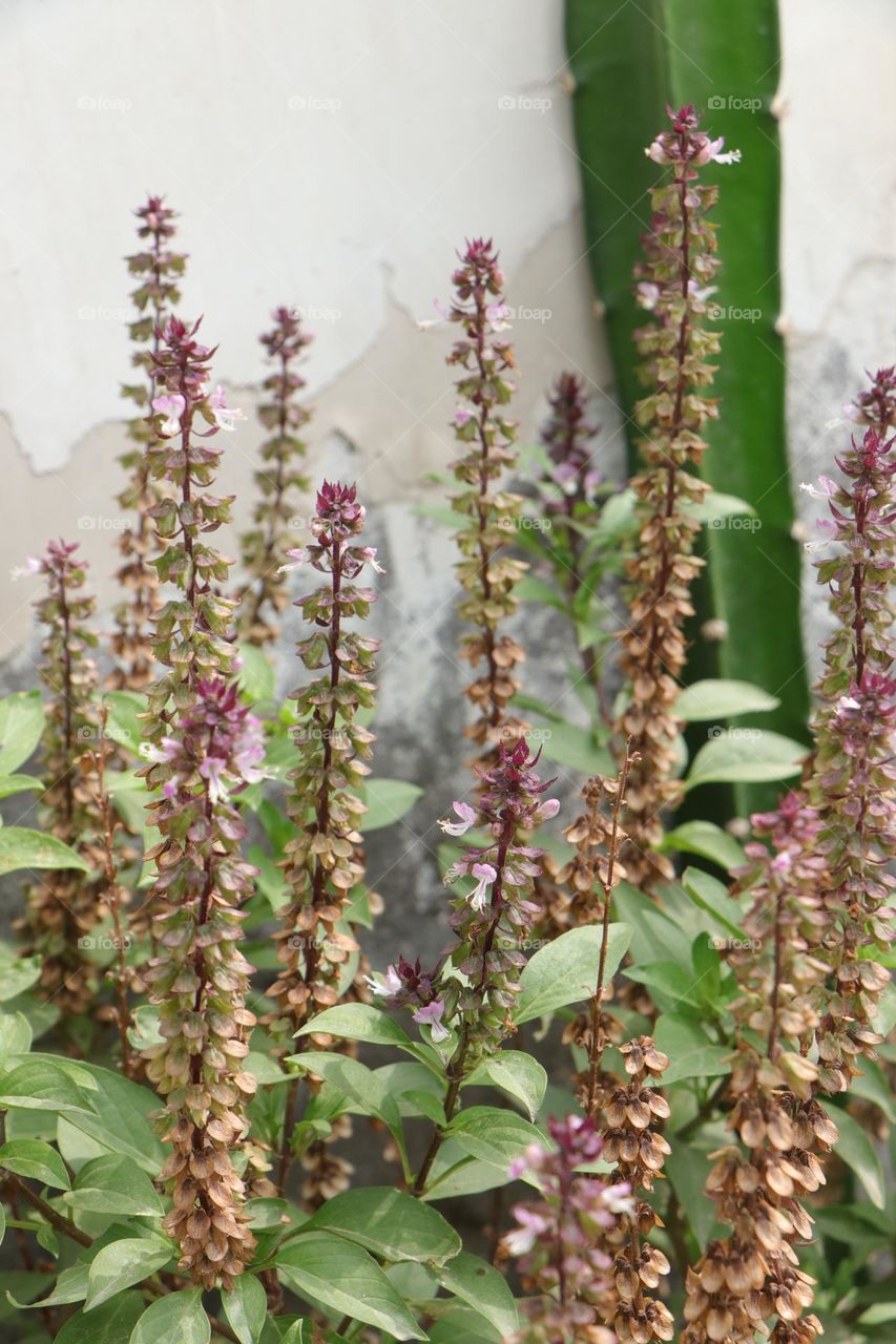 colors of spring with orchids