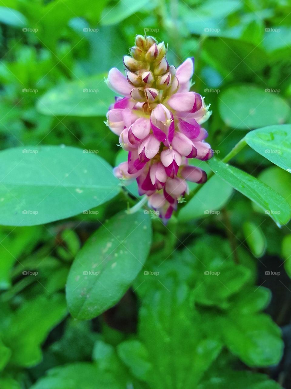 Beautiful flower 🌺