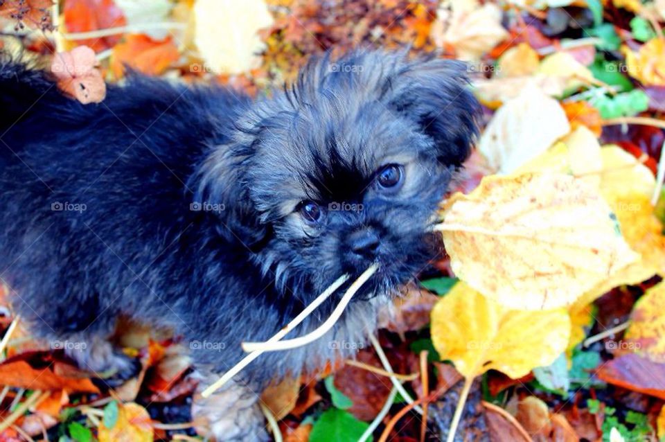 My puppy and the colors of fall