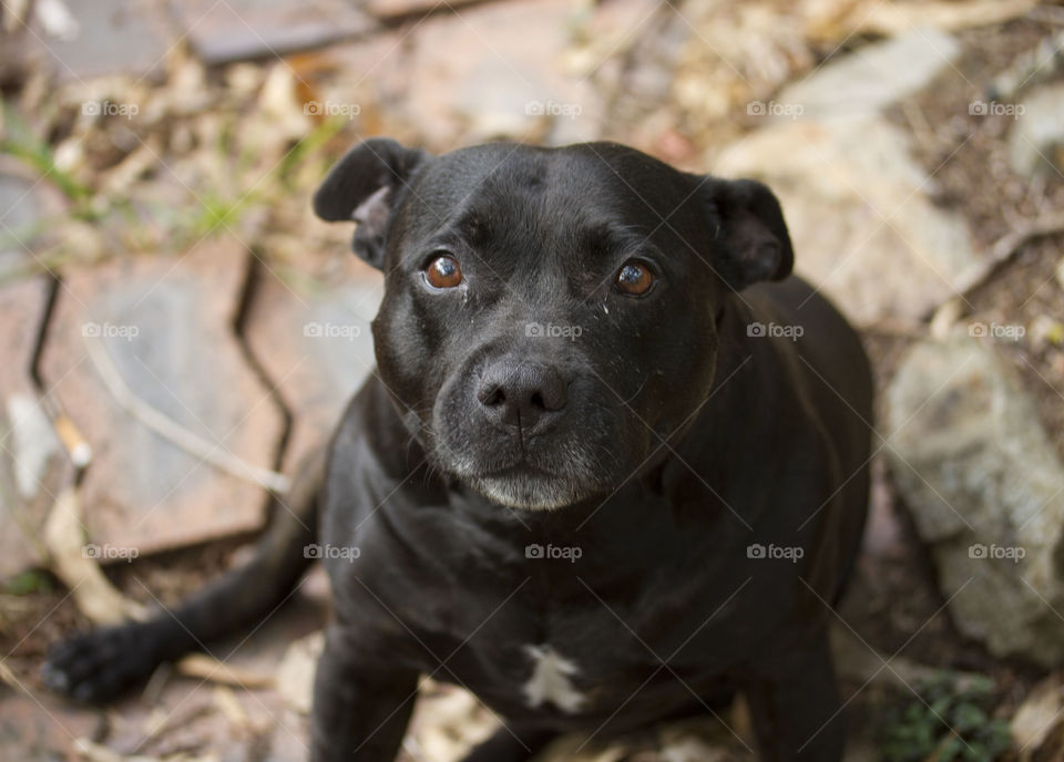 Sitting Staffy 