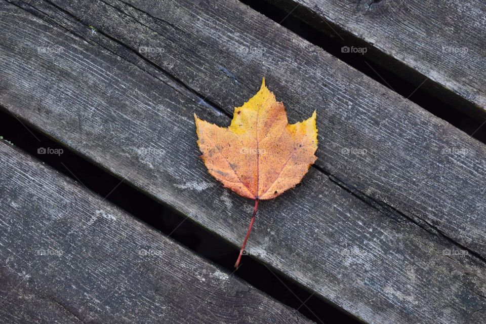 A fall leaf on a wooden bridge