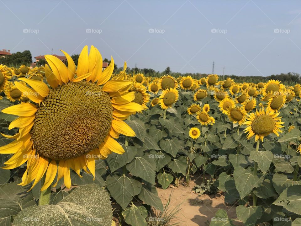 Sunflower.