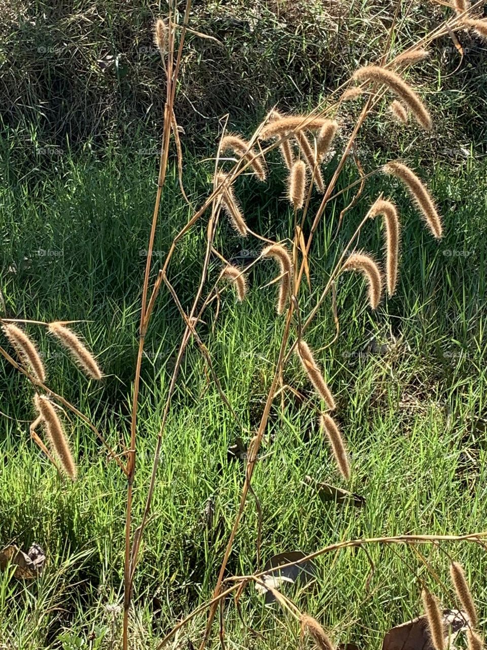 Best of 2021 : nature, My garden (Countryside)