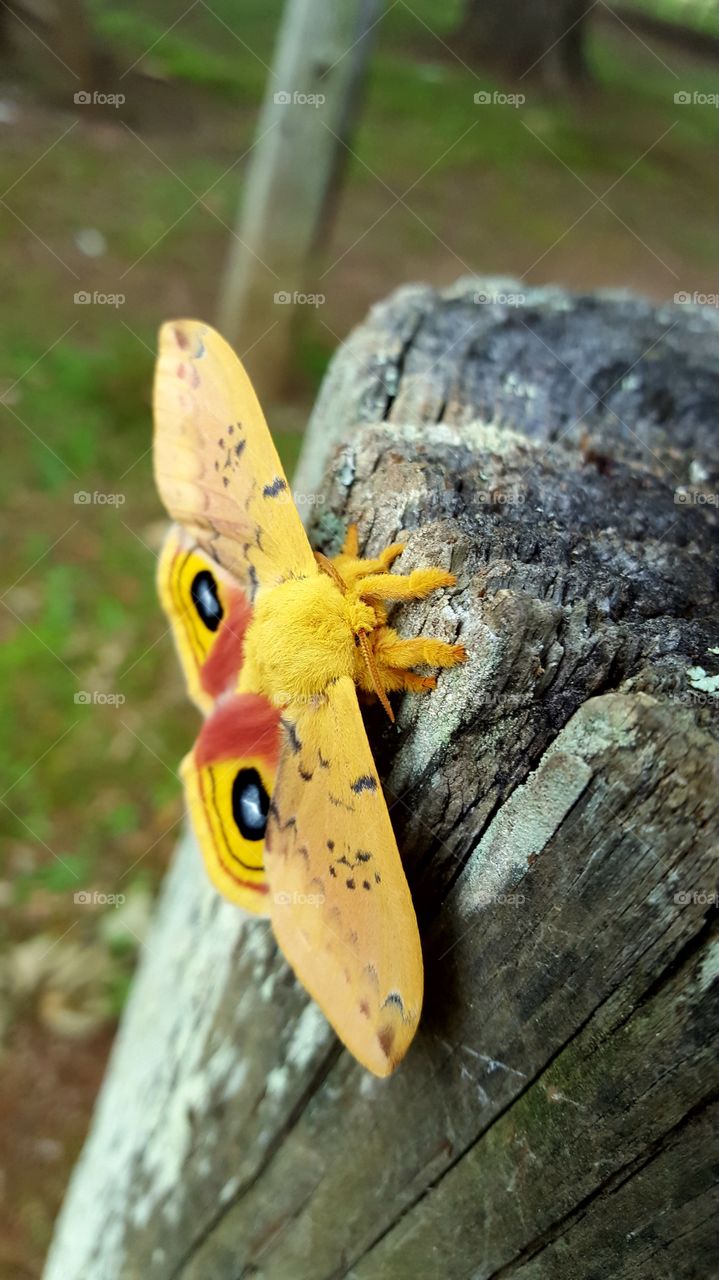 A close up of a beautiful Lo Moth I found on the playground.