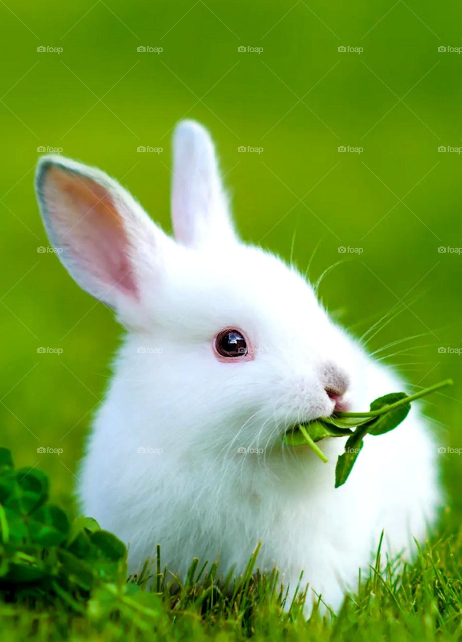 so nice, beautiful look white rabbit it's a domestic animal small pet also eat a green leaf