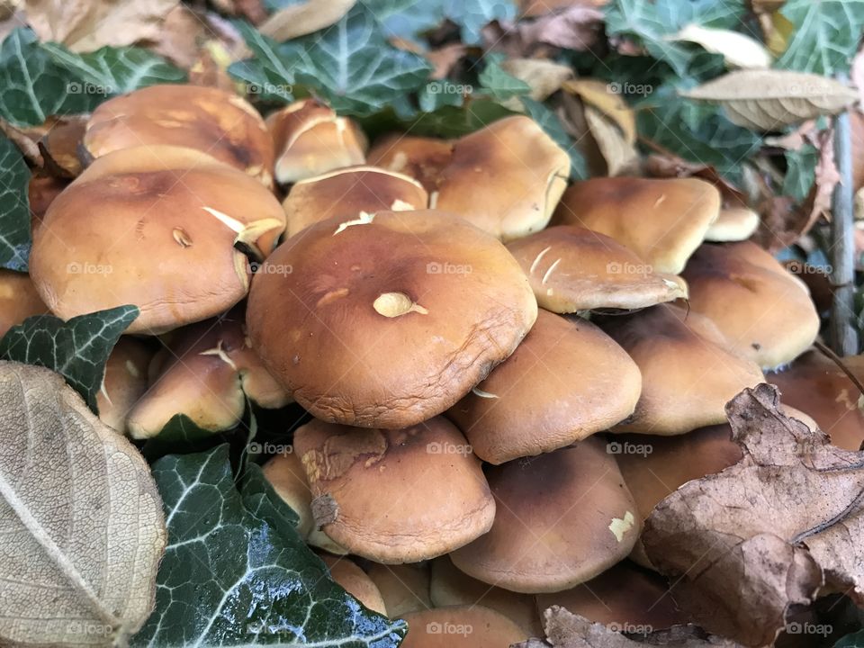 Brown mushrooms 