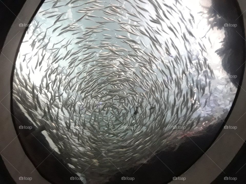 spiral of fish