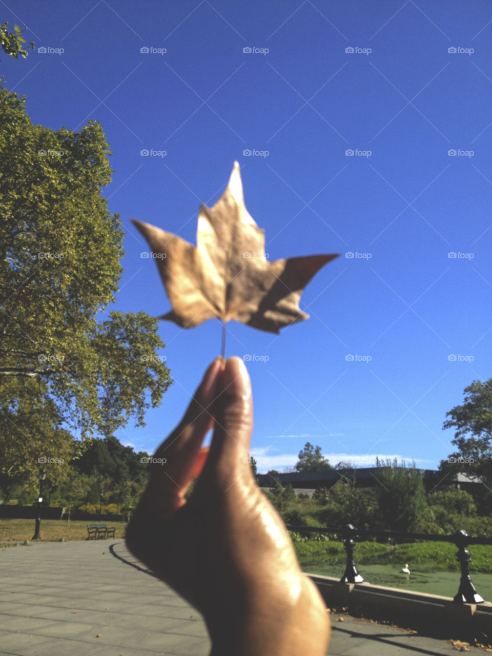 Hand holding a fallen leaf against a blue sky.