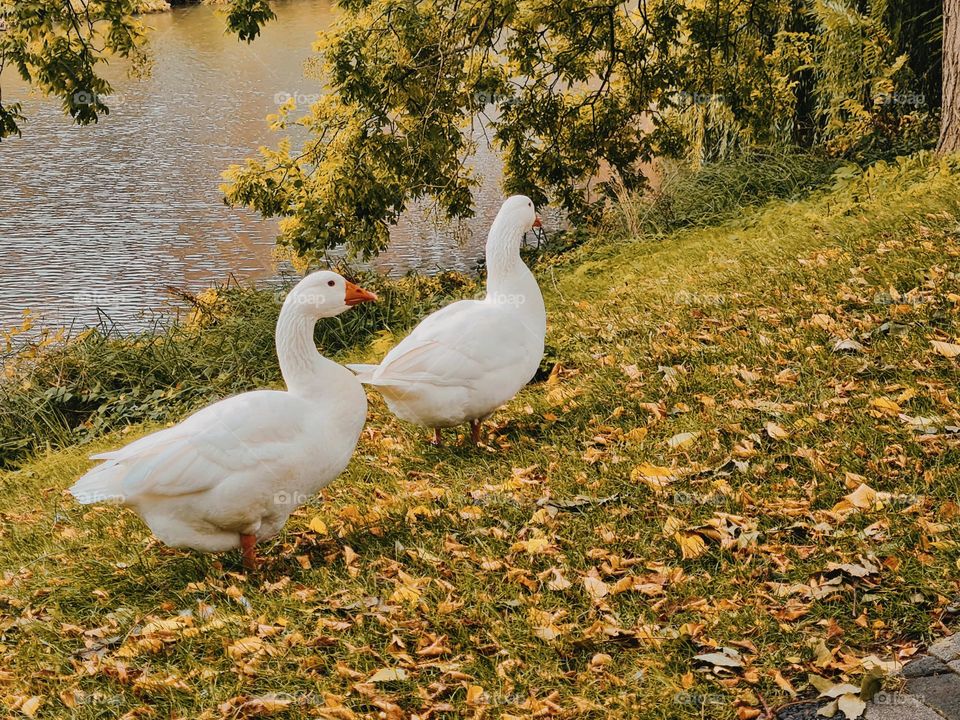 Goes ganzenstad 🦢🍂🌳