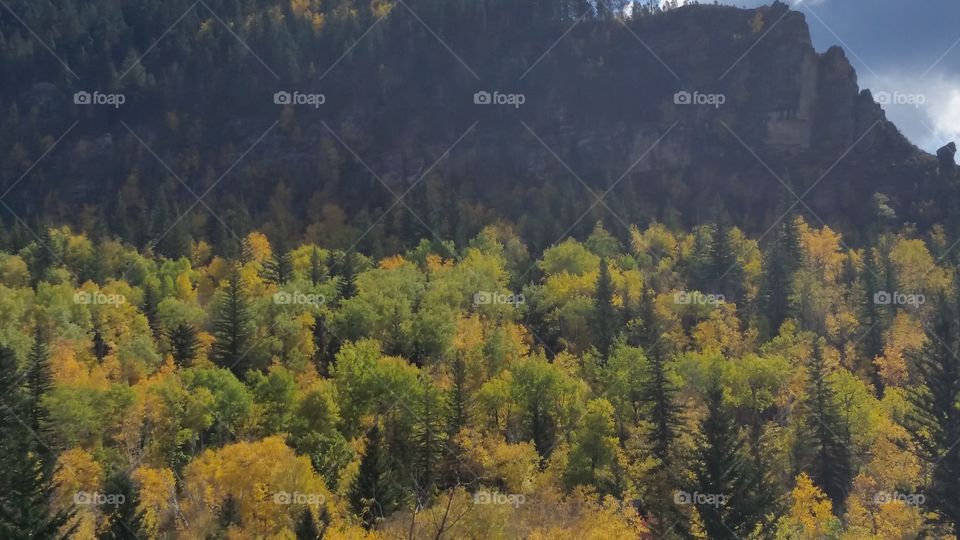 No Person, Tree, Fall, Wood, Outdoors